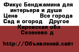 Фикус Бенджамина для интерьера и души › Цена ­ 2 900 - Все города Сад и огород » Другое   . Кировская обл.,Сезенево д.